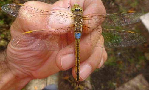 Réf. 354 143 : Anax ephippiger